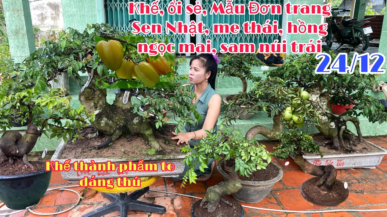 Bán Cây kiểng giá rẻ 24/12 Trung Hiếu Bonsai Khế Ổi tàu, Mẫu Đơn Trang Sen Nhật Sam Trái Ngọc Mai