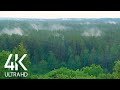 8 HOURS of Incredibly Calming Sound of Rain and Birds Chirping in the Forest (4K UltraHD)