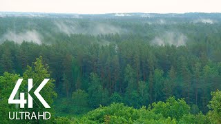 8 HOURS of Incredibly Calming Sound of Rain and Birds Chirping in the Forest (4K UltraHD)