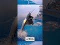 It's hard to imagine how they grew so big #lurefishing#fishing  #fishinglures