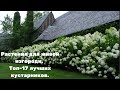 Растения для живой изгороди. Топ-17 лучших кустарников.