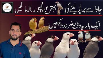 Java Sparrow Breeding Tips/Laiq khan birds information