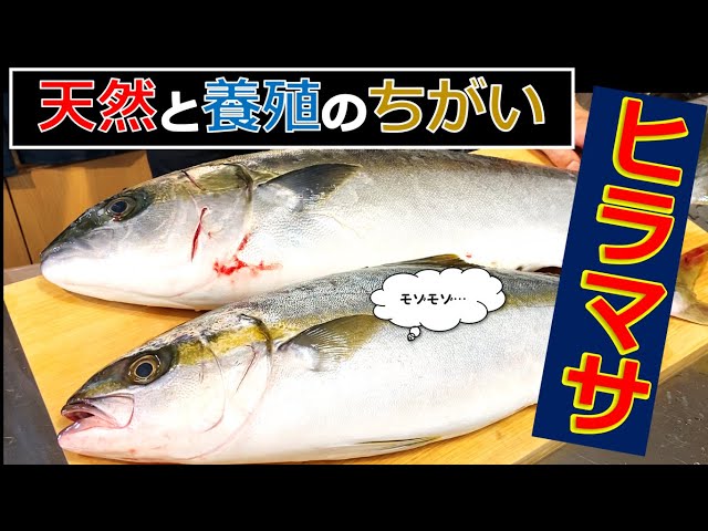 天然 養殖 ヒラマサ 萩 八幡浜 せり人 ムタロー 天然 養殖 ヒラマサ 萩 八幡浜 せり人 ムタロー