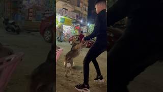 رقص مع الكلب 🐕