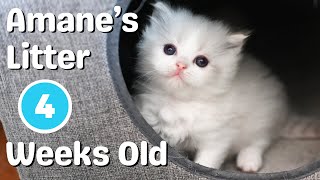 Ragdoll Kittens 4 Weeks Old | So Cute 🐱 Funny Kittens