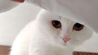 起きてこない飼い主が心配で布団の中を覗き込む猫！