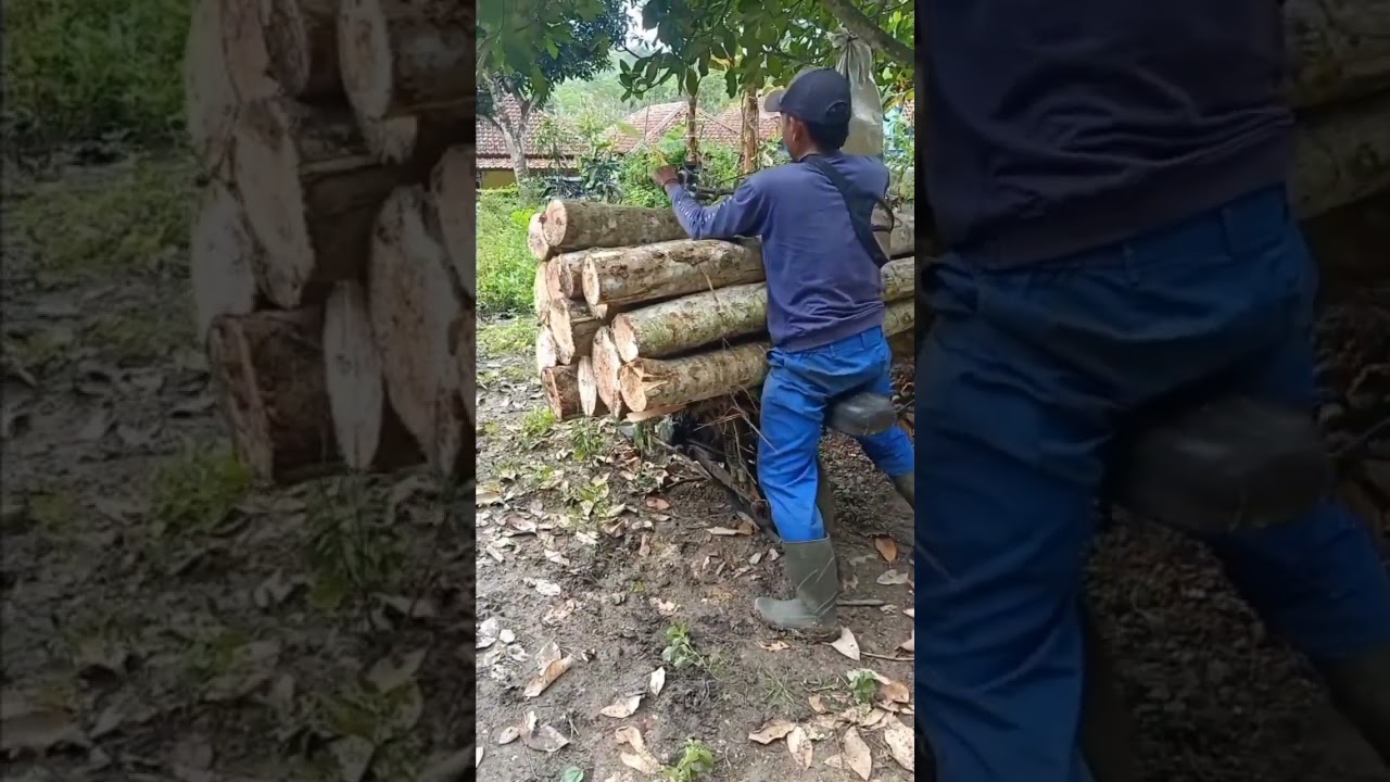 Transporting wood with an Engkrek motorbike