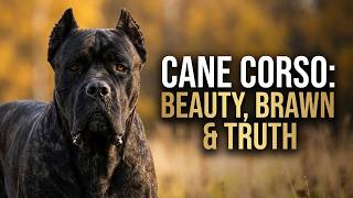 ⭐The Truth About Cane Corsos: Beauty, Brawn &amp; Best Owners