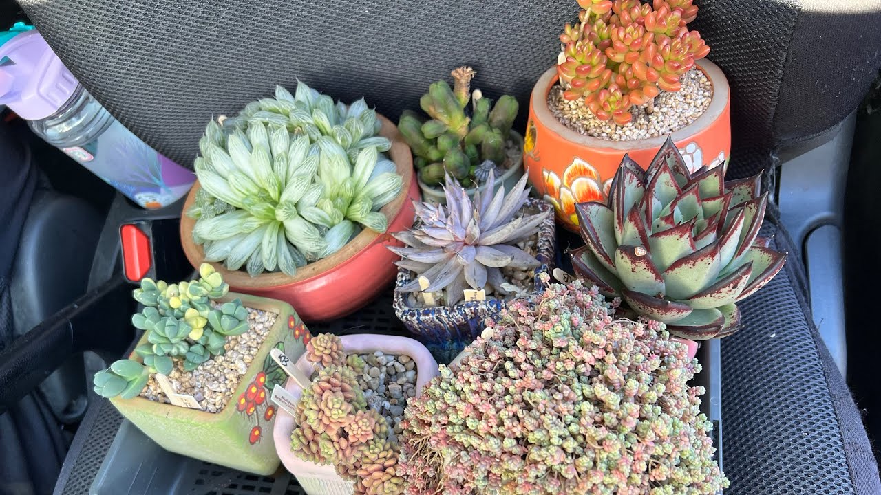 Horticultural show 2022