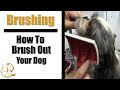 Puppy Shih Tzu Brushing | How To Brush Your Dog