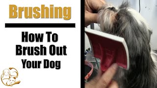 Puppy Shih Tzu Brushing | How To Brush Your Dog