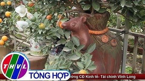 “Chuột vàng cõng quất bonsai” giá bạc triệu tại Hà Nội