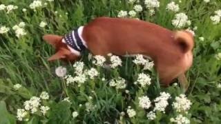 #Басенджи посется на лугу) #Basenji grazing in the meadow) #Басенджи посется на лугу) #Basenji grazing in the meadow)