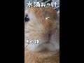 鼻の上に水滴！その後 #うさぎ #bunny #Shorts