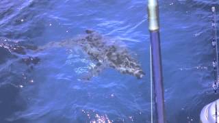 Requin Blanc dans le sud le 18 10 2014 suite