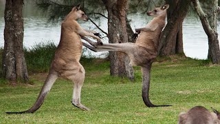 Kangaroo Boxing Fight | Life Story |