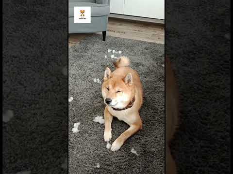 Shiba Feeling Guilty
