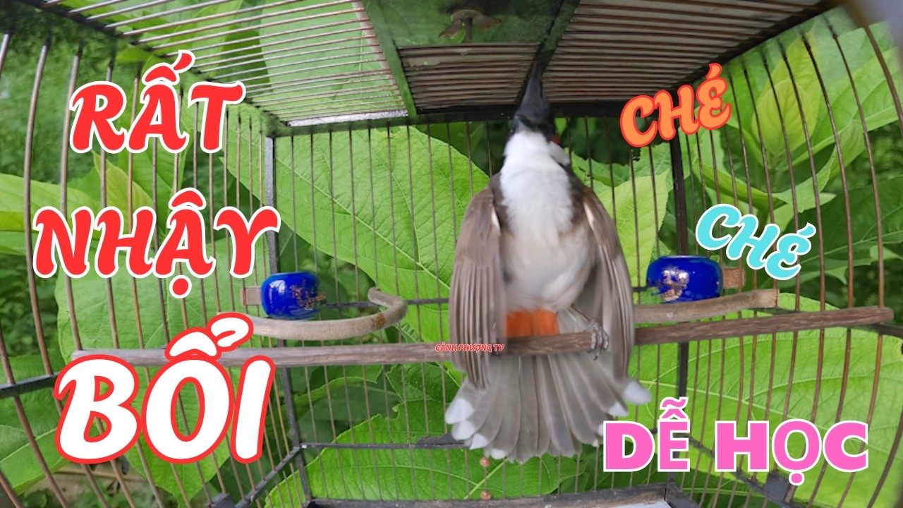 Luyện chào mào hót căng lửa, QUÁ HAY - CHÉ KÍCH BỔI CĂNG ĐÉT, Cách luyện chào mào hót sáng, chao mao