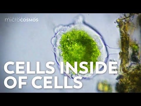 Video: Hvad udviklede prokaryoter?