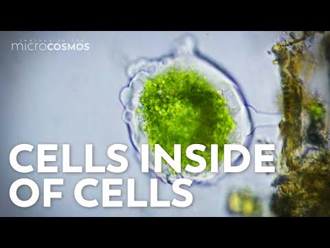 Video: How Did The Cell Appear