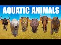 Aquatic animals speed races in planet zoo included buffalo rhinoceros jaguar polar bear