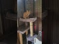 Pets Dig Petios