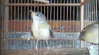 suara burung ciblek pikat❗anakan ciblek memanggil