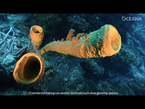 تصویری: چه چیزی باعث ایجاد seamount می شود؟