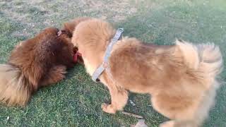 Himalayan mastiff playing #shorts #viral Friendly dogs