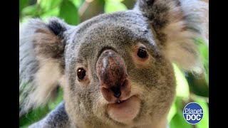 Un animal absolutamente fascinante: la historia de los Koalas en su día a día