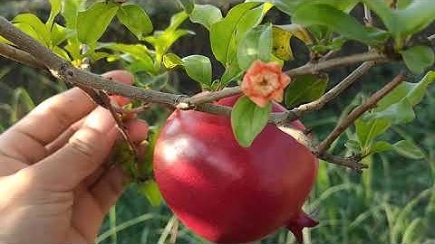 Cây Lựu Khủng - Lựu Đỏ Ấn Độ Đẹp Độc Lạ - Nhà Vườn Vũ Tiến