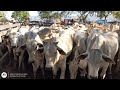 1/3. Feira do gado Canafístula Frei Damião Alagoas. 21.12.2020