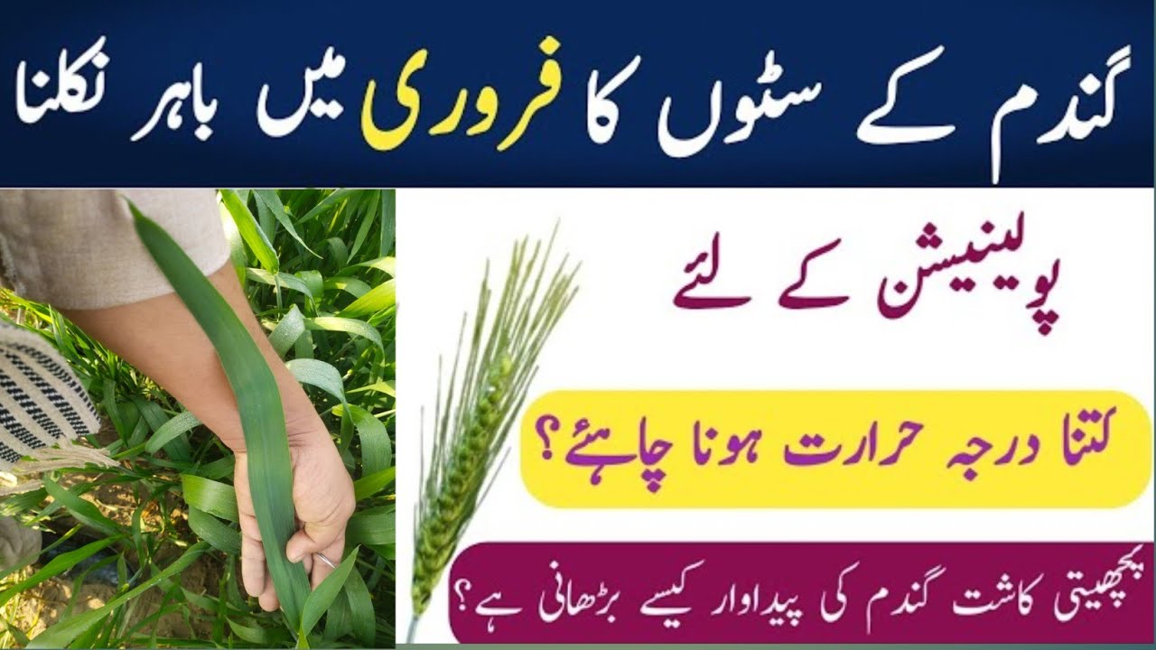 Late sowing wheat crop care at pollination stage| Ideal temperature for wheat crop |Agriculture life