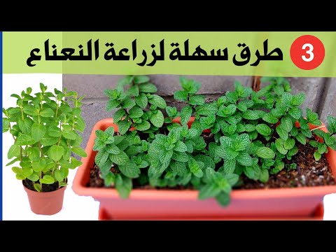 فيديو: زراعة النعناع بالأناناس - استخدامات الأناناس والنعناع وظروف النمو