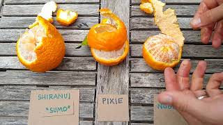 Shiranui, Pixie, Gold Nugget mandarin taste comparison