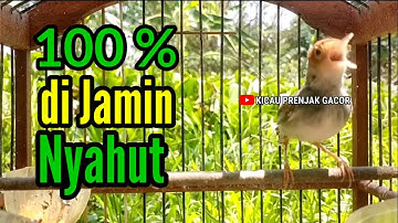 PRENJAK BETINA | PANCINGAN PRENJAK BETINA gacor Memanggil Jantan di jamin nyahut gacor seketika |