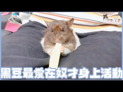 Hamsterdingding．黃金鼠最愛在奴才身上活動．黃金鼠．熊仔鼠 [黑豆BlackBean]