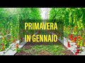 Coltivazione Ciliegino e Midi-Plum in serra Gennaio 2023 [1×6] Come fosse Primavera