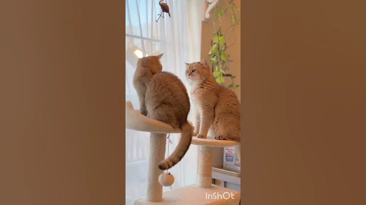 Video 10798531: catlife cutecats funnycats catlove, catlover catlife meow funnycat, funnycats cutecat catlife kitten, cats catlover cutecat funnycats, cat funny adorable