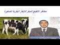 مخاطر التلقيح المبكر للابقار البكرية الصغيرة مخاطر التلقيح المبكر للابقار البكرية الصغيرة