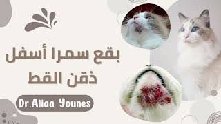 فطريات ذقن القطط وعلاجها علياء_يونسfeline_acne