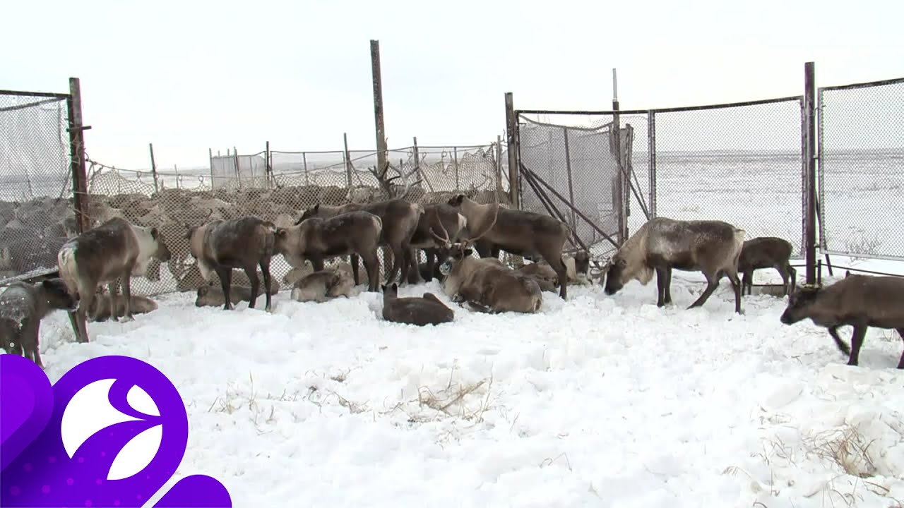 Антипаюта тазовский