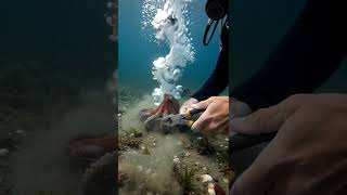 "Diver Saves Octopus Trapped in Fishing Gear | Beautiful Underwater Rescue 🐙" #oceanconservation