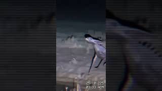 Download Lagu Chupacabras captado en cámara #criatura #cam #camcorder #chupacabra #terrorparanormal MP3