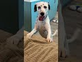 Guy Makes His Childhood Wish Come True And Brings Home A Dalmatian | The Dodo