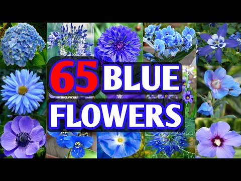 Video: Blue flowers: types, names, description