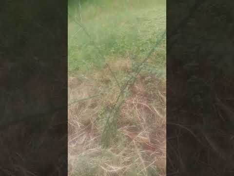 اللالوب علاج 