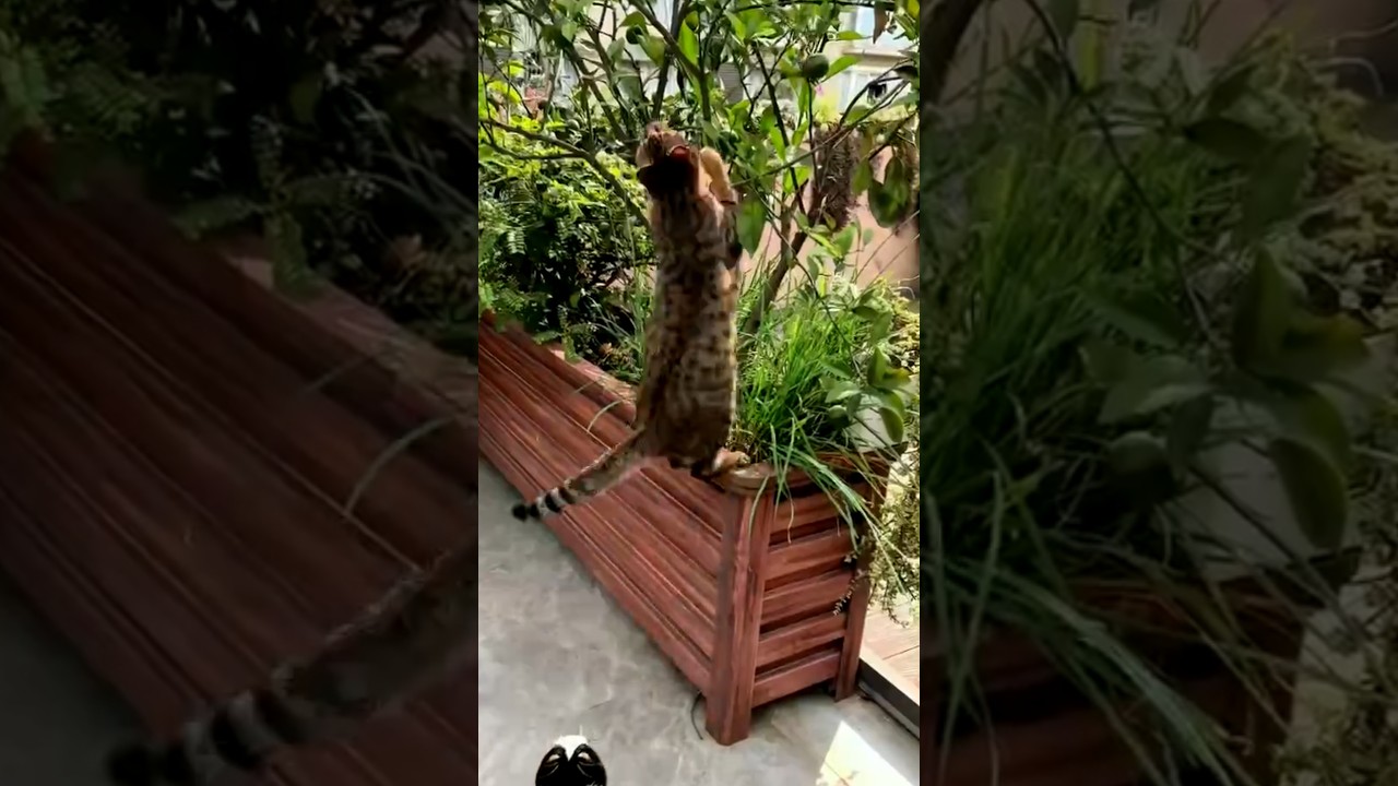 Tabby Cat Knocks Cicada Off Plant and Carries It Away