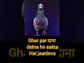 Ye Bird Ho Sakta h Jaan Leva #trending #viralvideo #shorts