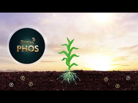 BiomaPhos: como funciona o solubilizador de fósforo